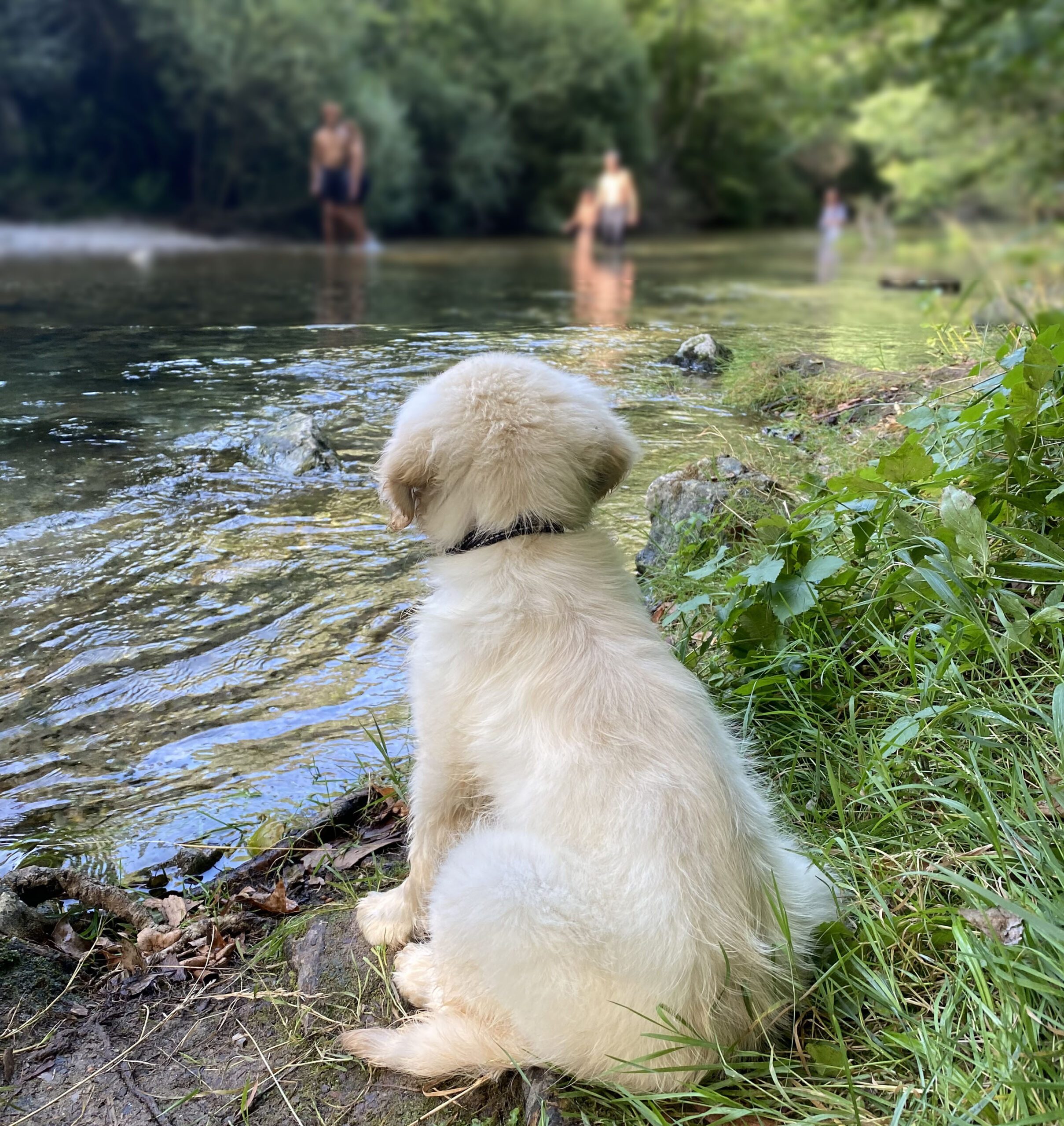Chien au bord de la rivière Cirque de Navacelles