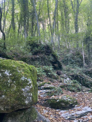 Sentier forestier rocheux couvert de feuilles avec rochers moussus au cœur d’une forêt verdoyante